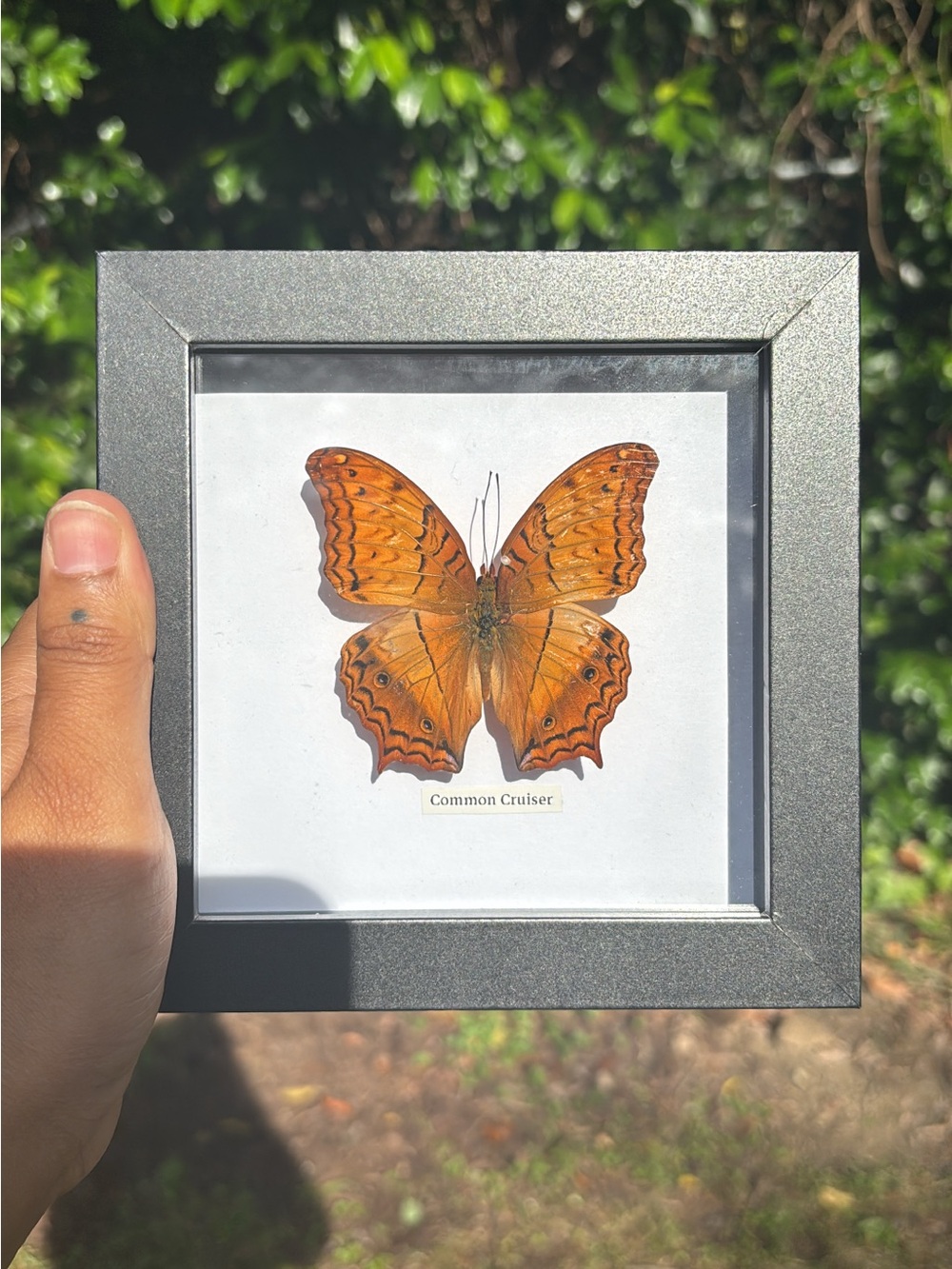 🦋Real Cruiser Butterfly Case🦋